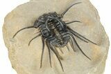Dicranurus Trilobite - Top Quality Specimen! #267219-4